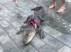 Video Shows Emotional Support Alligator in Philadelphia Park. “He Sleeps With Me, Steals My Pillows, Steals My Blankets.”