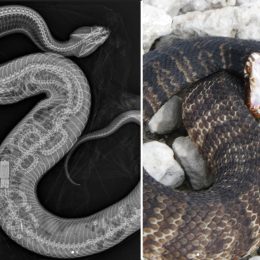 Cottonmouth with open mouth