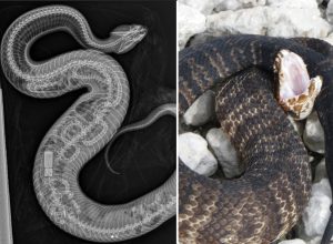 Cottonmouth with open mouth