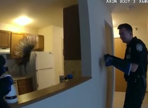 Wild Turkey Dodges Cops In Slapstick Apartment Chase
