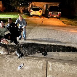 Video Shows 10-Foot Alligator Having “Good Ol’ Time” in Neighborhood Road