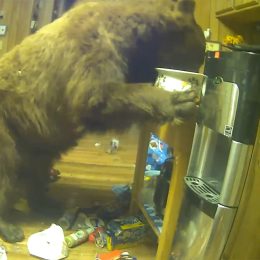 Video Shows Bear Breaking Into California Cabin and Living There Comfortably For 10 Days, Causing Mayhem