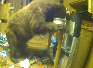 Video Shows Bear Breaking Into California Cabin and Living There Comfortably For 10 Days, Causing Mayhem