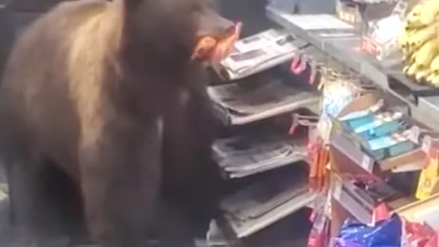Bear 6
