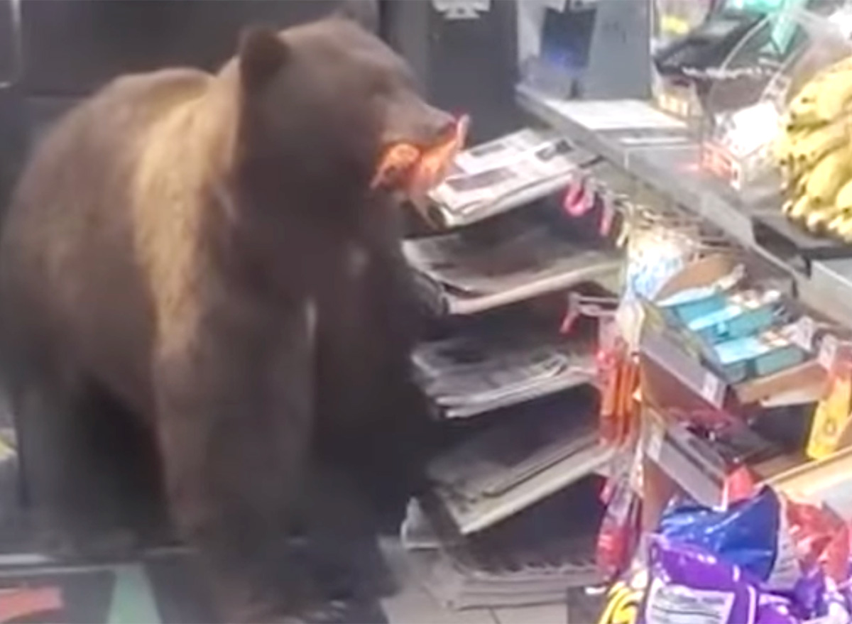 Video of Massive Bear Shoplifting Candy From California 7Eleven