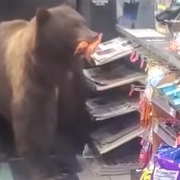 Video Shows Massive Bear Shoplifting Candy From 7-Eleven