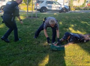 Video Shows Police Wrangling Chickens in Vacant House. “Our Job is Different Every Day.”