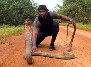 Video Shows Famous Snake Catcher Narrowly Escaping Getting Bitten by Giant King Cobra