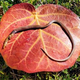 The Rarest Snake in North America Found Dead in Florida After Losing Tug-of-War With Half Eaten Giant Centipede