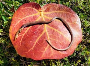 The Rarest Snake in North America Found Dead in Florida After Losing Tug-of-War With Half Eaten Giant Centipede