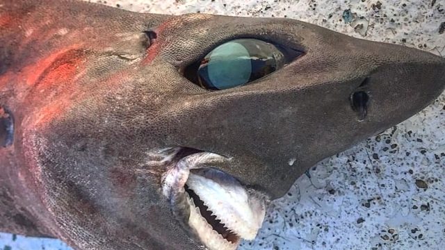 Deep shark 1