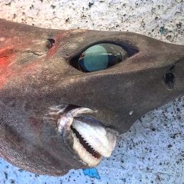 This Freaky Shark Shocks Fisherman, is “Stuff of Nightmares”
