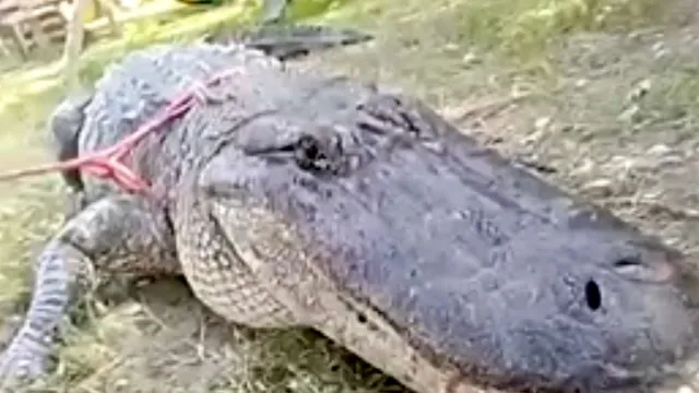 Gator 3