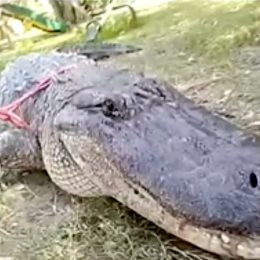 Massive Alligator is So Big, it Needs Tow Truck to Carry it Away
