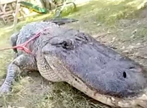 Massive Alligator is So Big, it Needs Tow Truck to Carry it Away