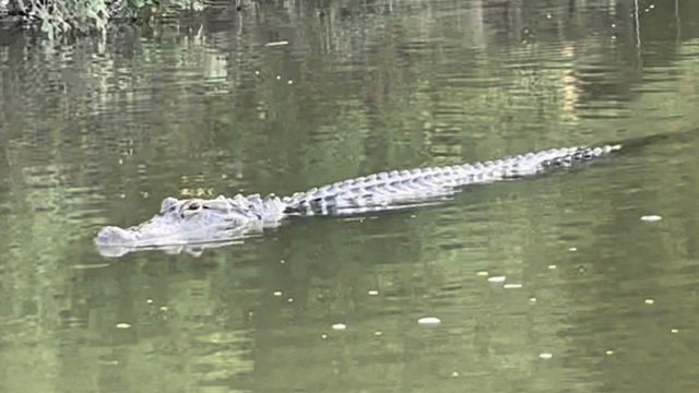 Gator 5