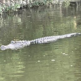 Terrifying Video Shows Predatory Gator Lurking Before “Chomping” Rower’s Boat