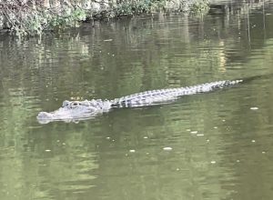 Terrifying Video Shows Predatory Gator Lurking Before “Chomping” Rower’s Boat