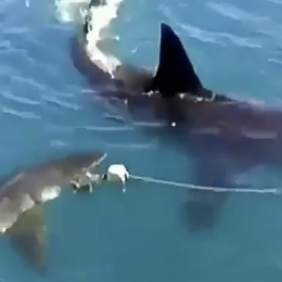 Video Shows Great White Shark Looking Huge Until Bigger Shark Appears, Too, in Boat Footage