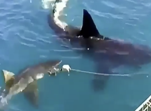 Video Shows Great White Shark Looking Huge Until Bigger Shark Appears, Too, in Boat Footage