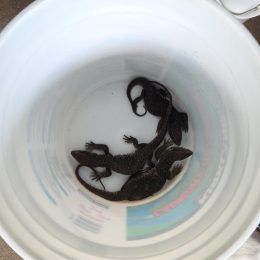 Live Lizards and Iguanas Sent to Wrong Address Startle Man Who Opens Package