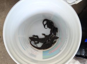 Live Lizards and Iguanas Sent to Wrong Address Startle Man Who Opens Package