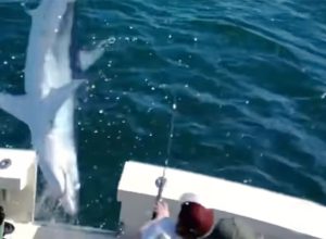 Video Shows Shark Jumping Out of Nowhere Onto Boat as Terrified Fishermen Flee Deck in Panic