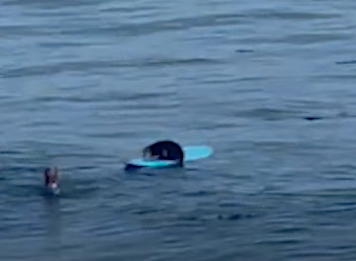 Video Shows Sea Otter Stealing Surfboard And Growling At The Owner