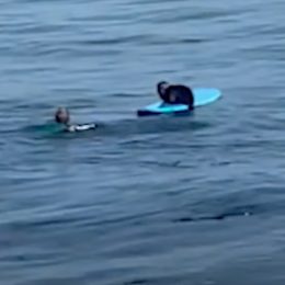 Video Shows Pregnant Sea Otter Stealing Surfboard and Growling at the Owner When He Tries to Wrestle It Back