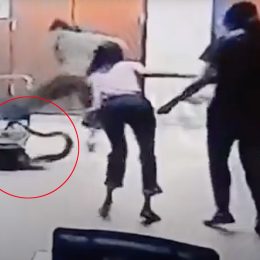 Video Shows Woman Frantically Fighting Off Python Hiding Under Office Trolley