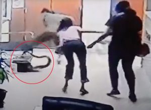 Video Shows Woman Frantically Fighting Off Python Hiding Under Office Trolley