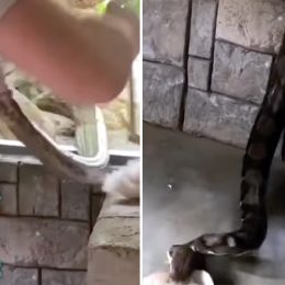Frightening Video Shows Python Trying to Aggressively Bite Man Who Was Trying to Feed It