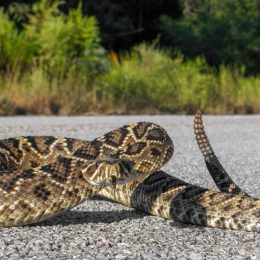 Rattlesnake retreating on pavement or asphalt road