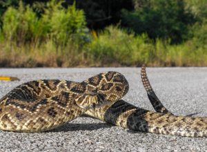 Rattlesnake retreating on pavement or asphalt road