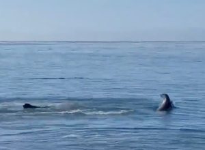 Video Shows Seal and Dog Playing Fetch Together on a Beach