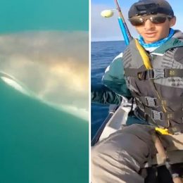Video Shows “Freaking Massive” Great White Shark Circling Man’s Kayak. It Was a “Huge Gray Submarine.”
