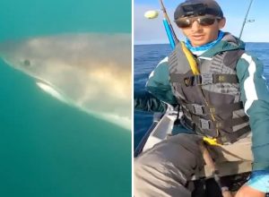 Video Shows “Freaking Massive” Great White Shark Circling Man’s Kayak. It Was a “Huge Gray Submarine.”