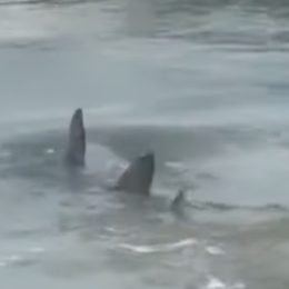 Video Shows Shark Swimming in Shallow Waters Off South Carolina Beach