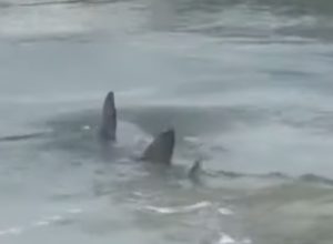 Video Shows Shark Swimming in Shallow Waters Off South Carolina Beach