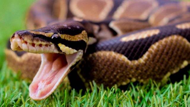 Royal,Python,Snake,With,Mouth,Open