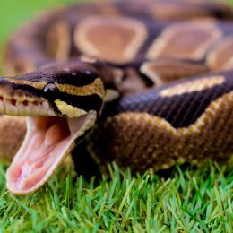 Man Attacked Another Man With Python Snake