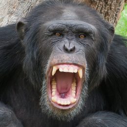 Think You Can Win a Fight With a Chimpanzee? This Many Americans Say Yes.