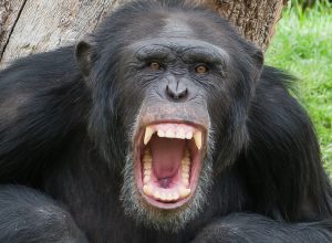 Think You Can Win a Fight With a Chimpanzee? This Many Americans Say Yes.