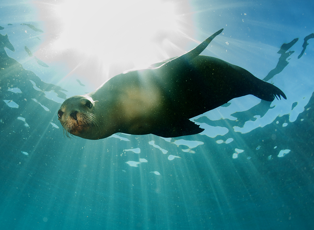 Aggressive Seals With Brain Damage Keep Attacking Bathers