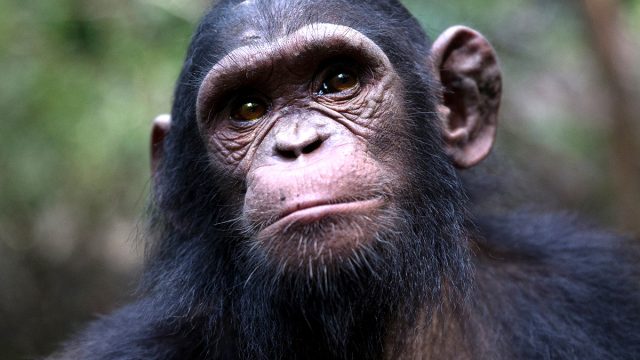 Young,Baby,Chimpanzee,Portrait,In,Africa