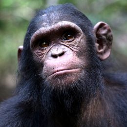 Scientists Have Identified a Brain Cell That Makes Humans Special. But It Also Leaves us Vulnerable to Schizophrenia, Autism, and Epilepsy.