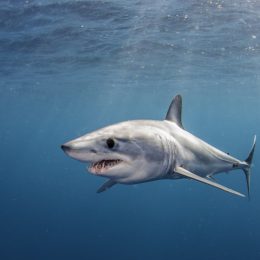 Woman Bit by Shark After Telling Grandson Not to Be Afraid of Them