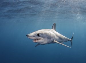 Woman Bit by Shark After Telling Grandson Not to Be Afraid of Them
