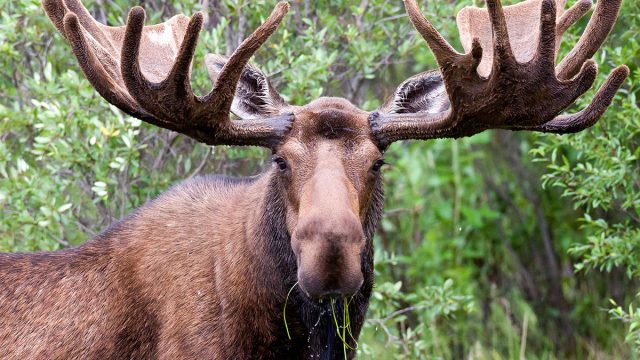 Bull,Moose,With,Big,Antlers,Eating,Aquatic,Vegetation,At,Two