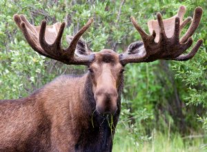 Moose Attacks Hunter Who Shot It With an Arrow
